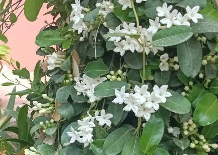 B&B Villa Machi